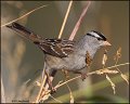 _1SB8167 white-crowned sparrow